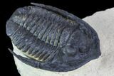Diademaproetus Trilobite - Foum Zguid, Morocco #103892-2